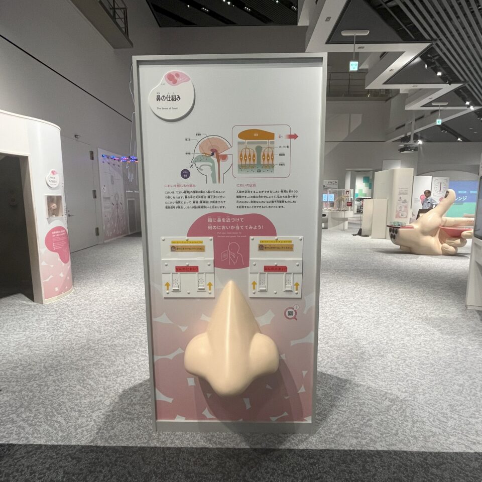 鼻の仕組み