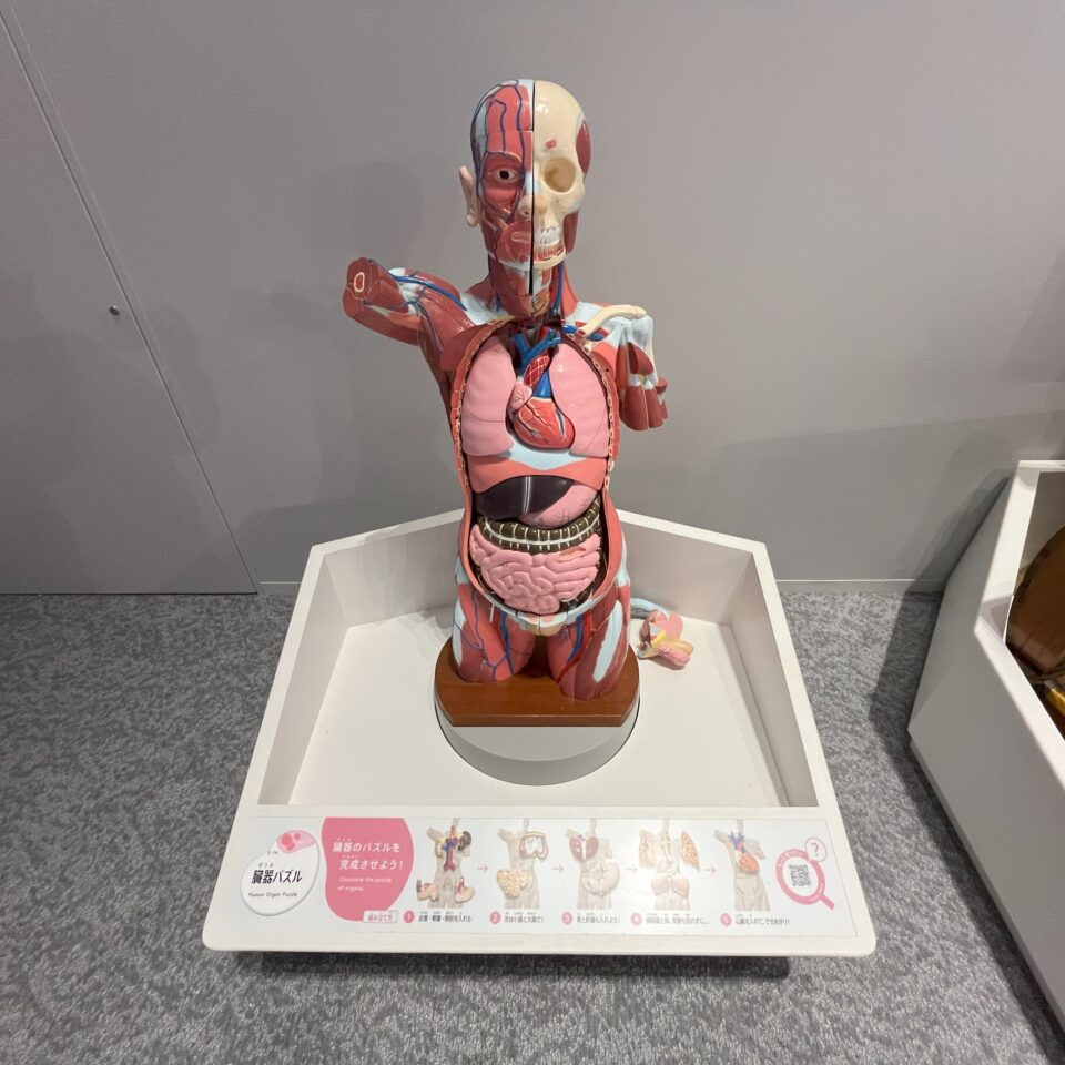 臓器パズル